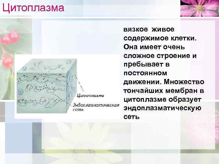 Живое содержимое. Цитоплазма вязкое живое содержимое. Вязкое живое содержимое клетки. Цитоплазма расположение в клетке. Какую роль играет цитоплазма в клетке.