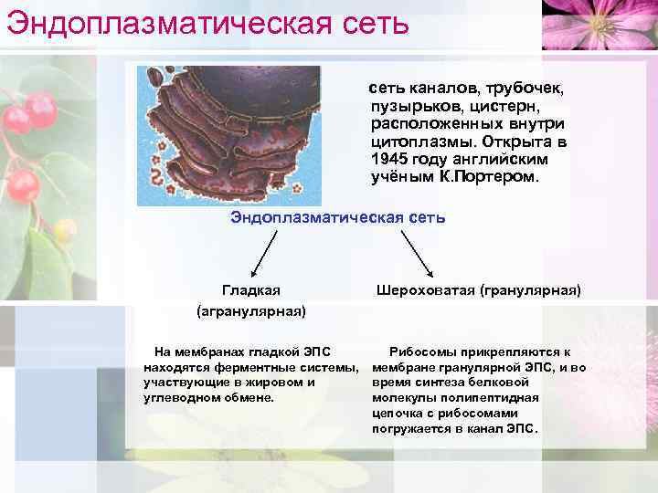 Эндоплазматическая сеть клетки растений