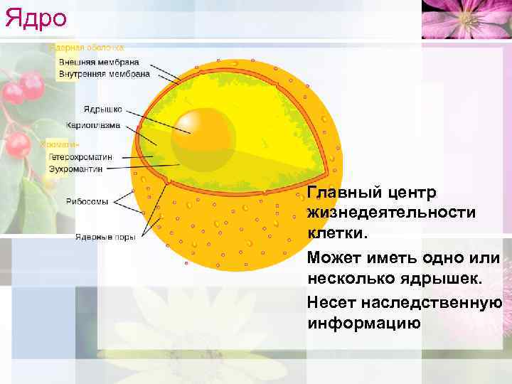 Ядро Главный центр жизнедеятельности клетки. Может иметь одно или несколько ядрышек. Несет наследственную информацию