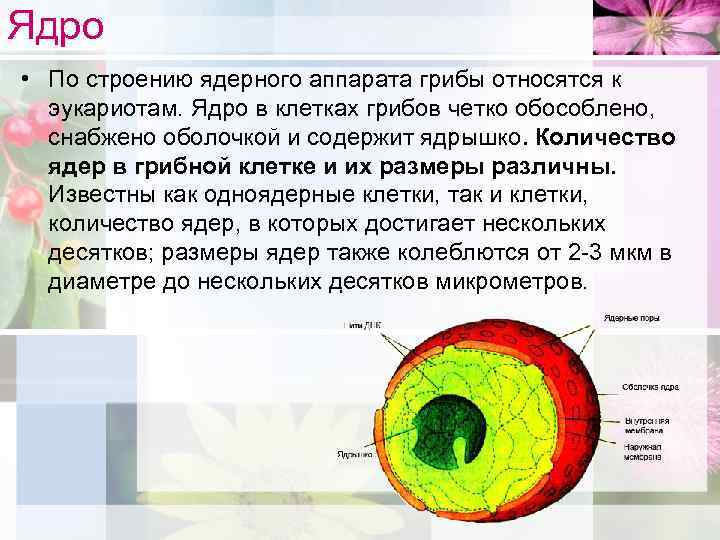 Ядро клетки гриба. Ядро и ядрышко строение. Строение ядерного аппарата ядрышко. Строение ядрышка. Строение ядрышка клетки.