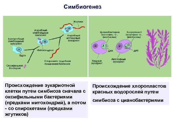 Симбиогенез Происхождение эукариотной клетки путем симбиоза сначала с оксифильными бактериями (предками митохондрий), а потом