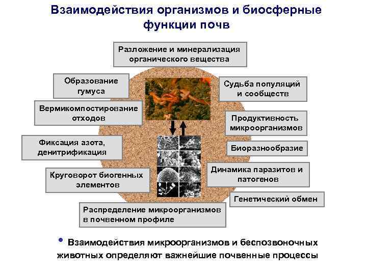 Взаимодействия организмов и биосферные функции почв Разложение и минерализация органического вещества Образование гумуса Судьба