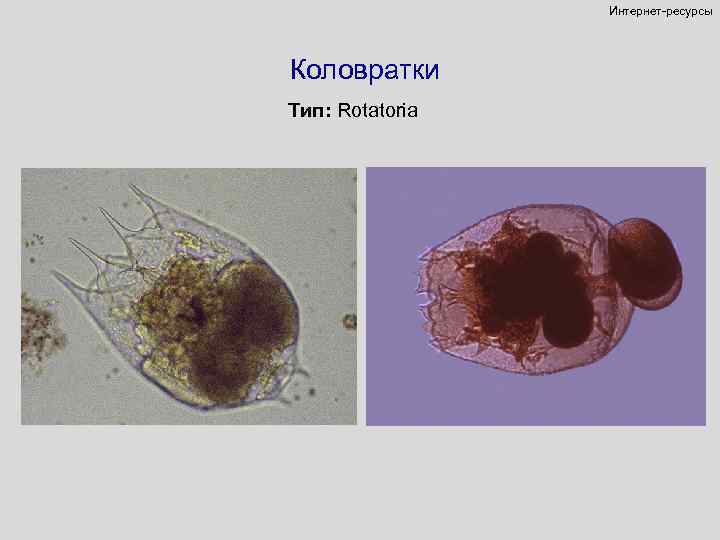 Интернет-ресурсы Коловратки Тип: Rotatoria 