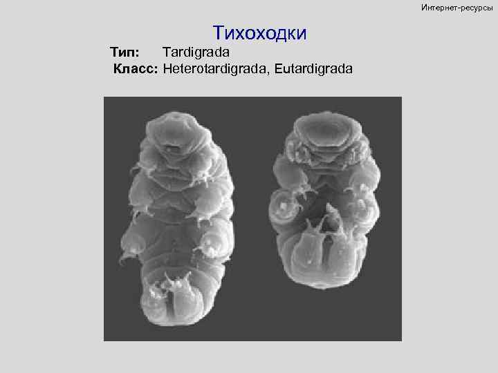 Интернет-ресурсы Тихоходки Тип: Tardigrada Класс: Heterotardigrada, Eutardigrada 