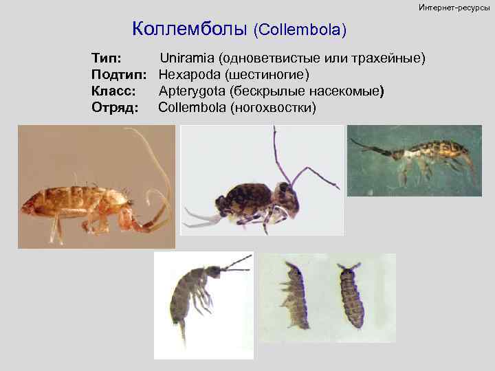 Интернет-ресурсы Коллемболы (Collembola) Тип: Подтип: Класс: Отряд: Uniramia (одноветвистые или трахейные) Hexapoda (шестиногие) Apterygota