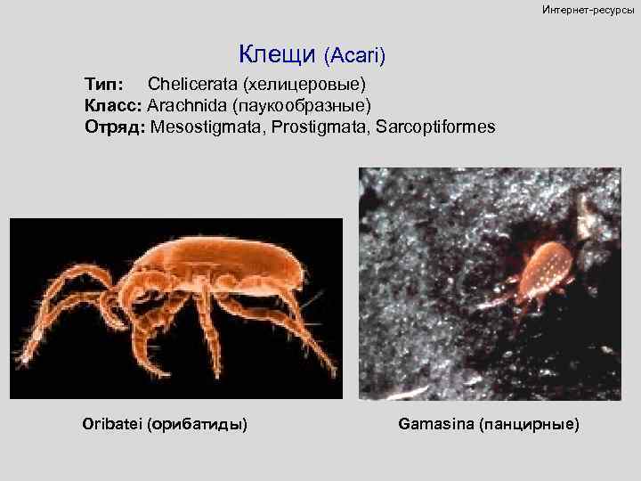 Интернет-ресурсы Клещи (Acari) Тип: Chelicerata (хелицеровые) Класс: Arachnida (паукообразные) Отряд: Mesostigmata, Prostigmata, Sarcoptiformes Oribatei