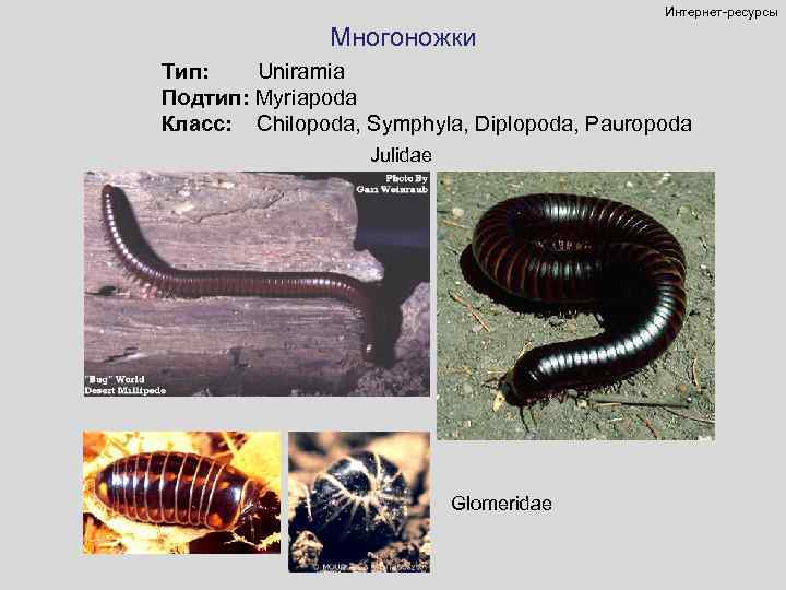 Интернет-ресурсы Многоножки Тип: Uniramia Подтип: Myriapoda Класс: Chilopoda, Symphyla, Diplopoda, Pauropoda Julidae Glomeridae 