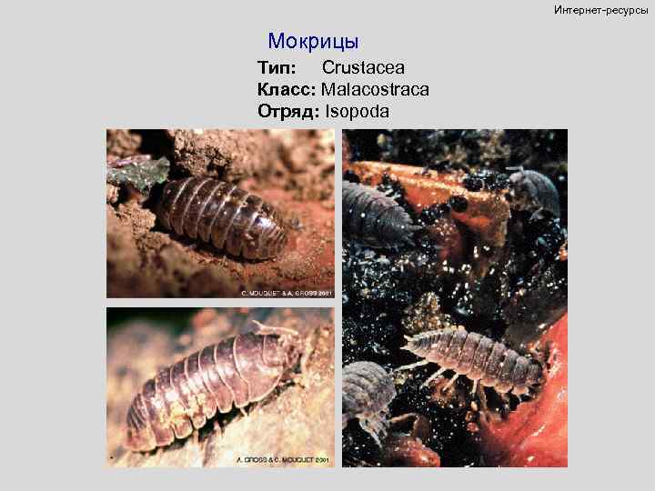 Интернет-ресурсы Мокрицы Тип: Crustacea Класс: Malacostraca Отряд: Isopoda 