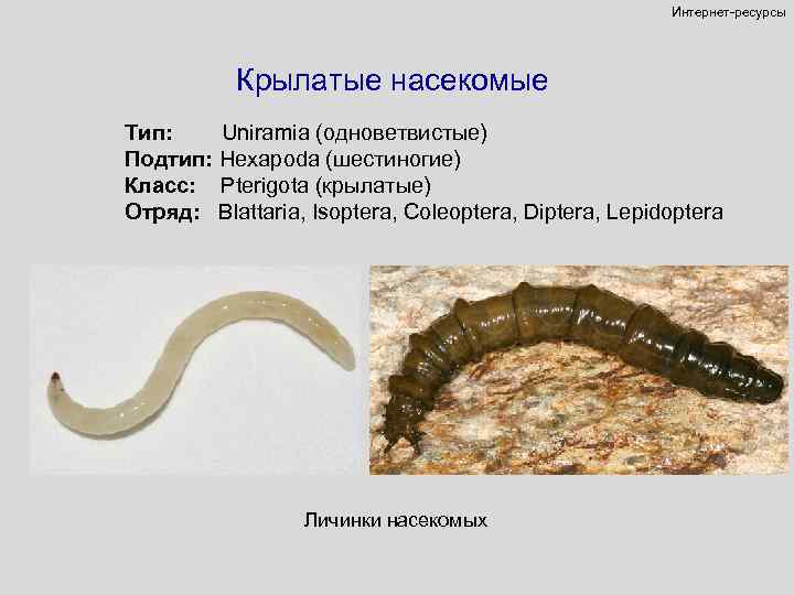 Интернет-ресурсы Крылатые насекомые Тип: Uniramia (одноветвистые) Подтип: Hexapoda (шестиногие) Класс: Pterigota (крылатые) Отряд: Blattaria,