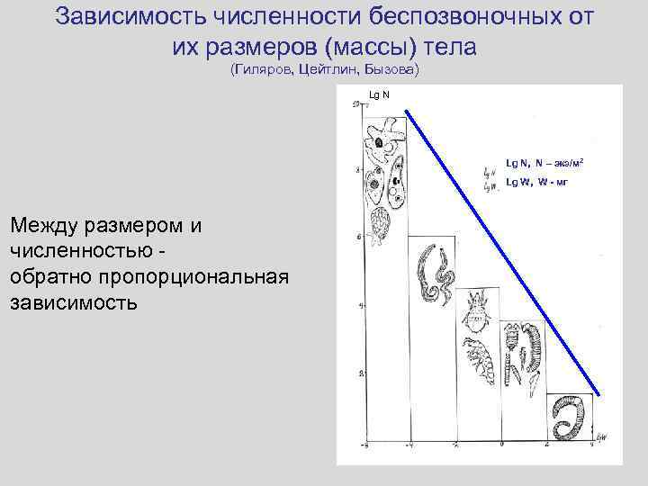 Зависимость численности беспозвоночных от их размеров (массы) тела (Гиляров, Цейтлин, Бызова) Lg N, N