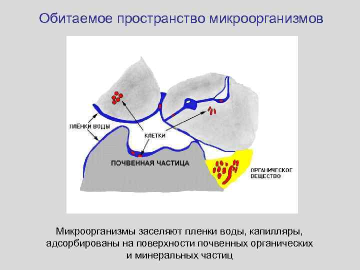 Обитаемое пространство микроорганизмов Микроорганизмы заселяют пленки воды, капилляры, адсорбированы на поверхности почвенных органических и