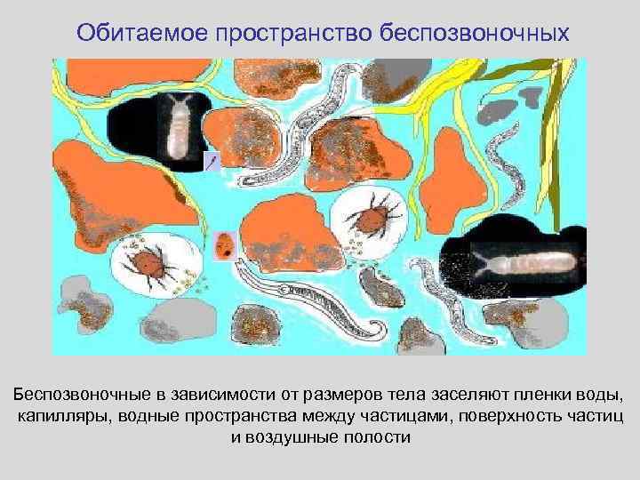 Обитаемое пространство беспозвоночных Беспозвоночные в зависимости от размеров тела заселяют пленки воды, капилляры, водные