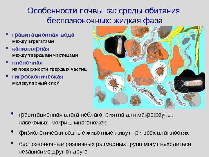 Особенности почвы как среды обитания беспозвоночных: жидкая фаза • гравитационная вода между агрегатами •