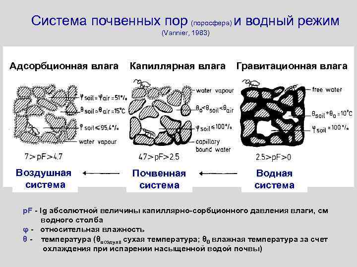 Система почвенных пор (поросфера) и водный режим (Vannier, 1983) Адсорбционная влага Воздушная система Капиллярная