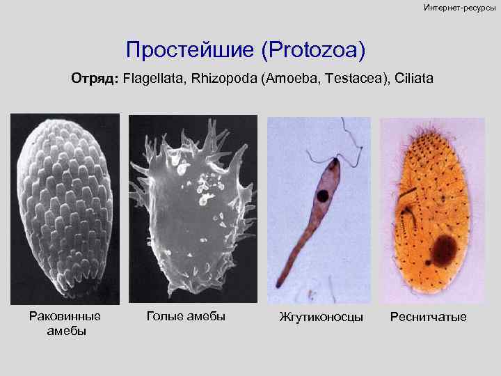 Интернет-ресурсы Простейшие (Protozoa) Отряд: Flagellata, Rhizopoda (Amoeba, Testacea), Ciliata Раковинные амебы Голые амебы Жгутиконосцы