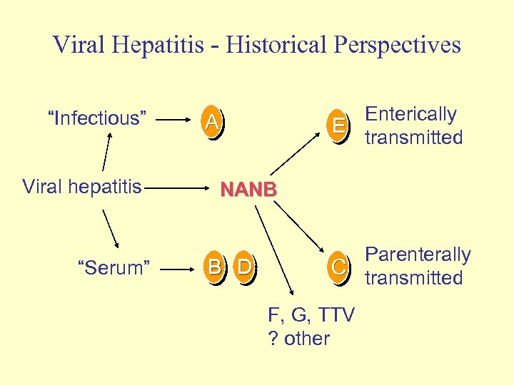 Viral Hepatitis - Historical Perspectives “Infectious” Viral hepatitis “Serum” Enterically E transmitted A NANB