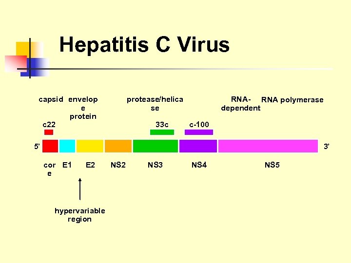 Hepatitis C Virus capsid envelop e protein c 22 protease/helica se 33 c RNA-