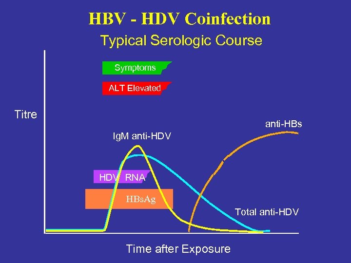 HBV - HDV Coinfection Typical Serologic Course Symptoms ALT Elevated Titre anti-HBs Ig. M