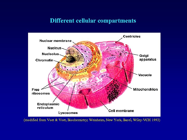 Different cellular compartments (modified from Voet & Voet, Biochemistry; Weinheim, New York, Basel, Wiley-VCH