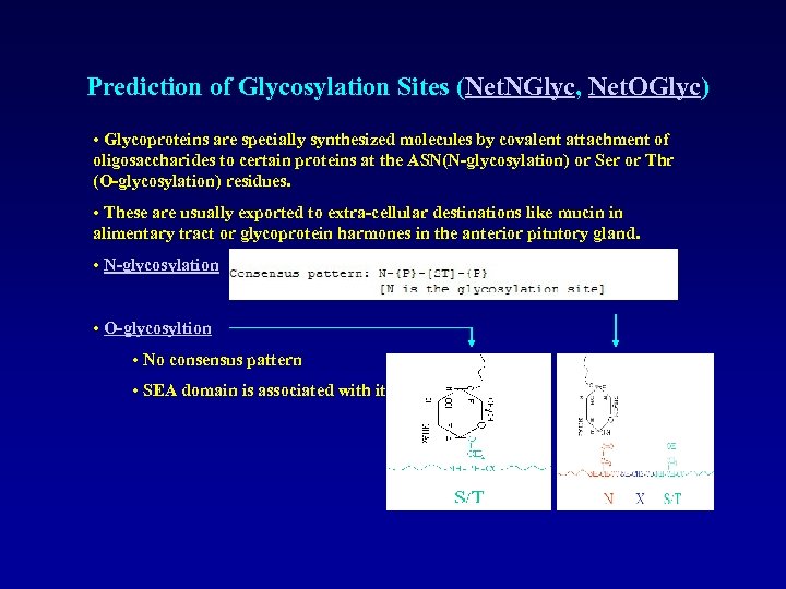 Prediction of Glycosylation Sites (Net. NGlyc, Net. OGlyc) • Glycoproteins are specially synthesized molecules