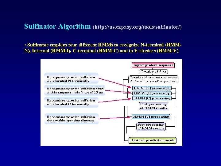 Sulfinator Algorithm (http: //us. expasy. org/tools/sulfinator/) • Sulfinator employs four different HMMs to recognize