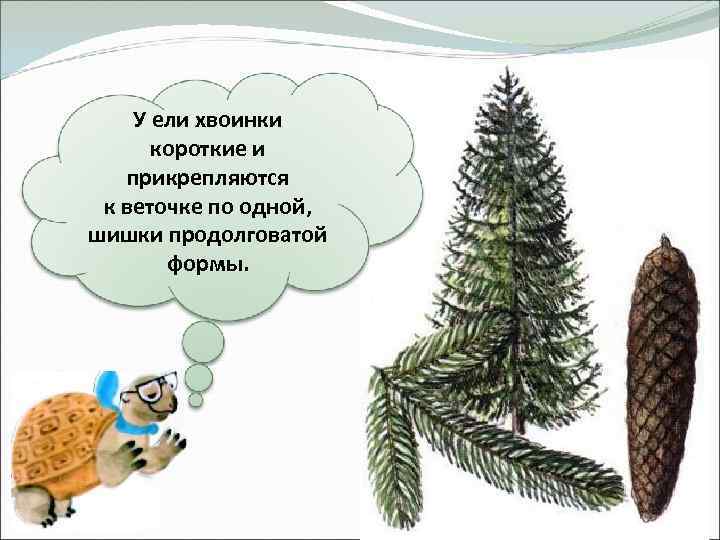 У ели хвоинки короткие и прикрепляются к веточке по одной, шишки продолговатой формы. 