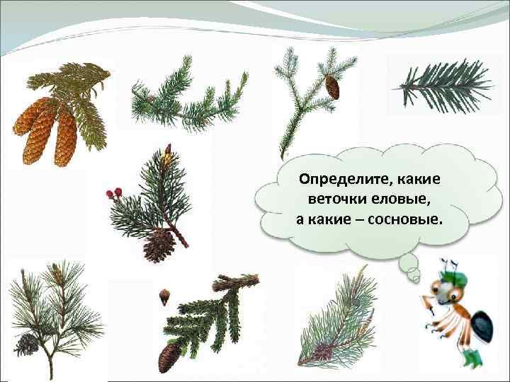 Определите, какие веточки еловые, а какие – сосновые. 