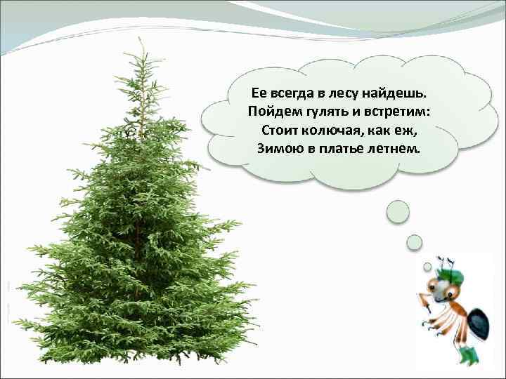 Ее всегда в лесу найдешь. Пойдем гулять и встретим: Стоит колючая, как еж, Зимою