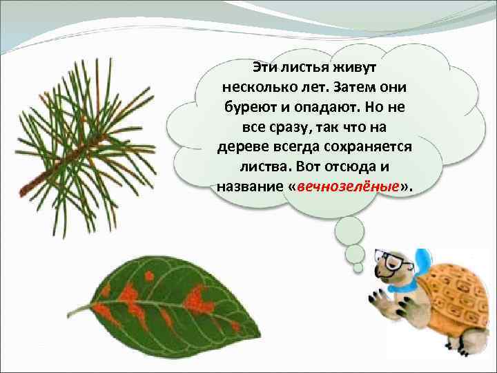 Эти листья живут несколько лет. Затем они буреют и опадают. Но не все сразу,