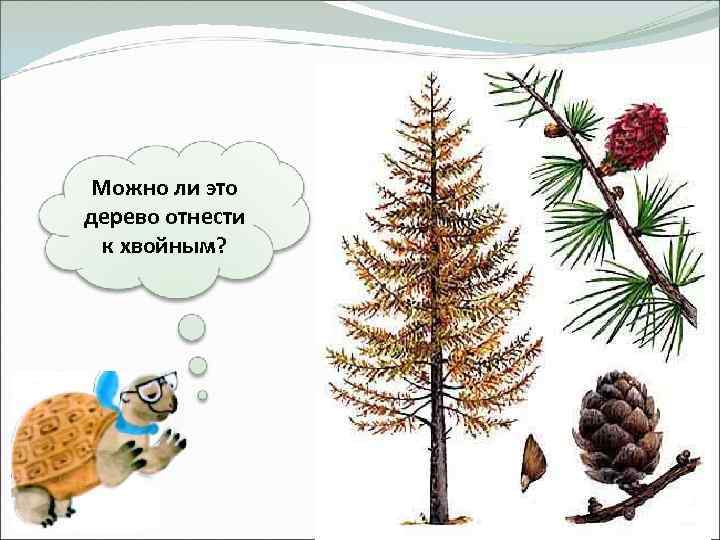 Можно ли это дерево отнести к хвойным? 