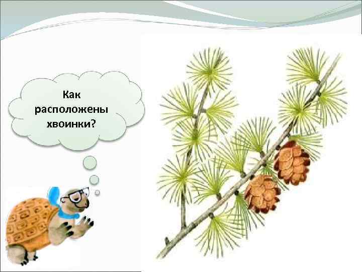 Как расположены хвоинки? 