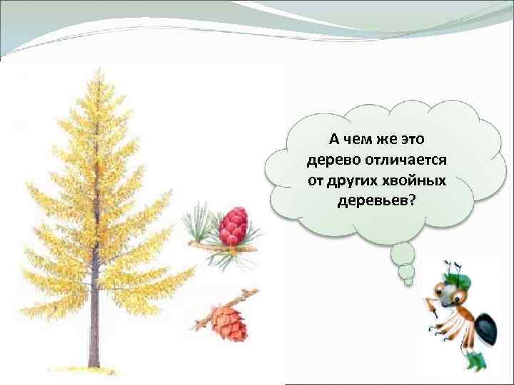 А чем же это дерево отличается от других хвойных деревьев? 