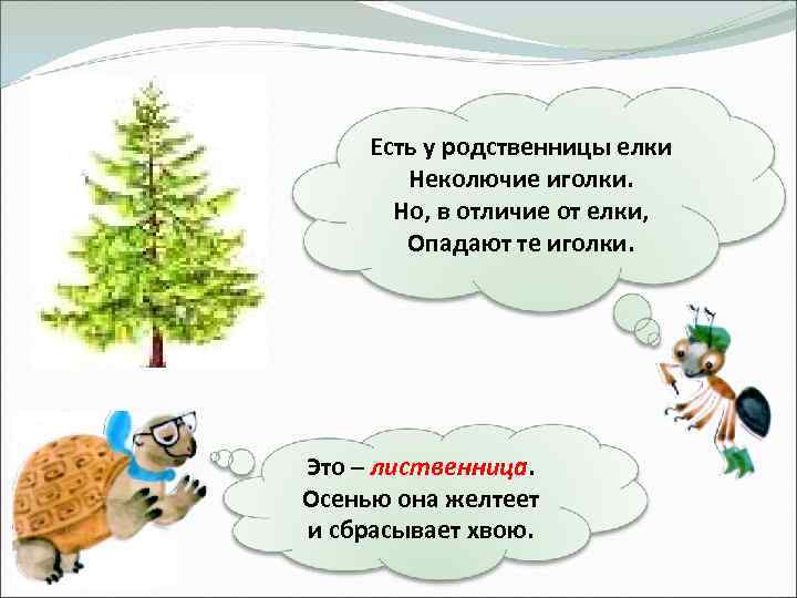 Есть у родственницы елки Неколючие иголки. Но, в отличие от елки, Опадают те иголки.