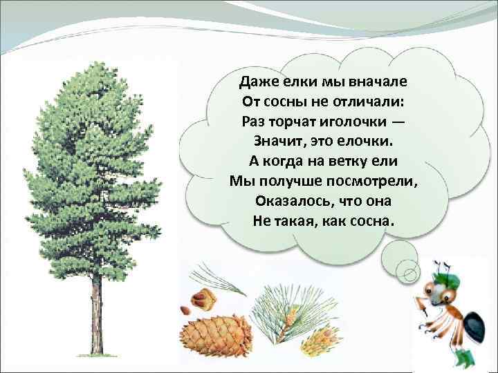 Даже елки мы вначале От сосны не отличали: Раз торчат иголочки — Значит, это