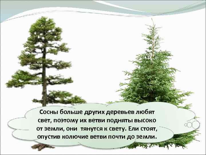 Сосны больше других деревьев любят свет, поэтому их ветви подняты высоко от земли, они