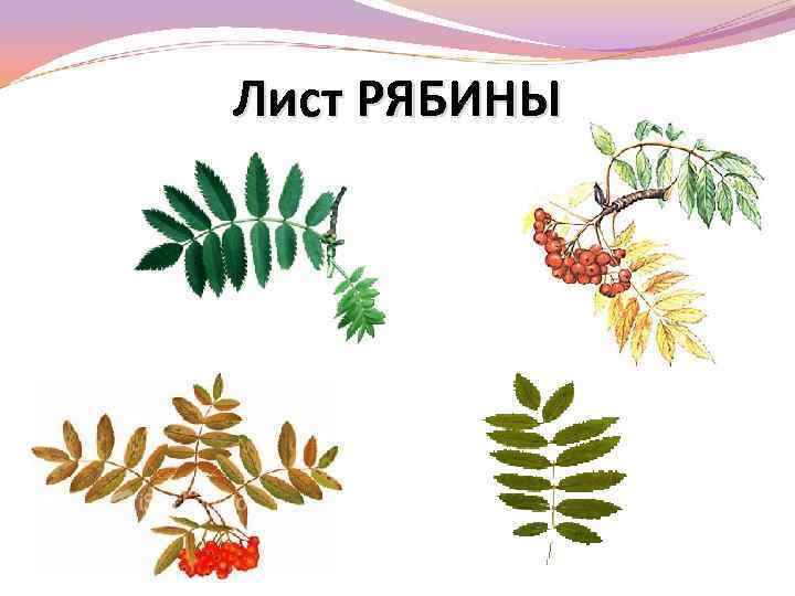 Лист РЯБИНЫ 