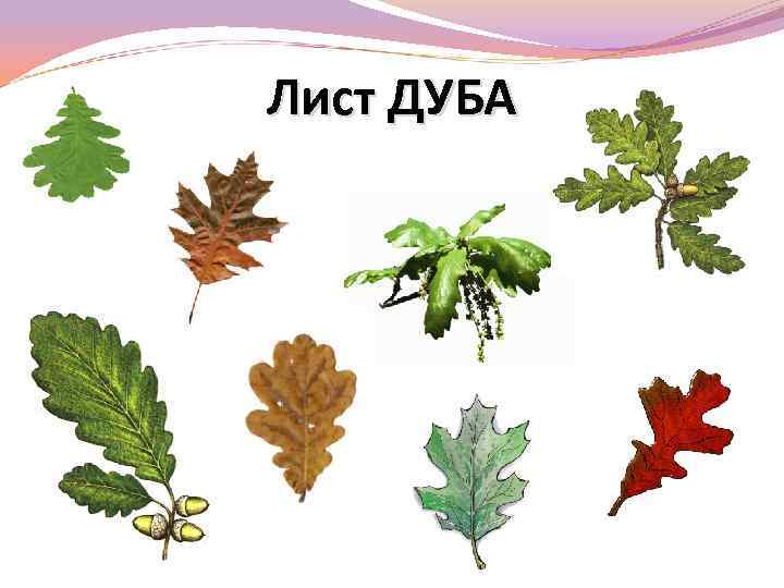 Лист ДУБА 