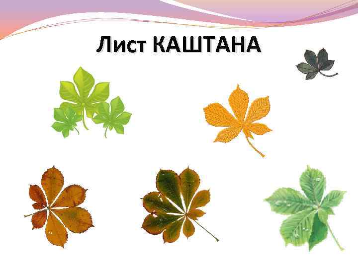 Лист КАШТАНА 