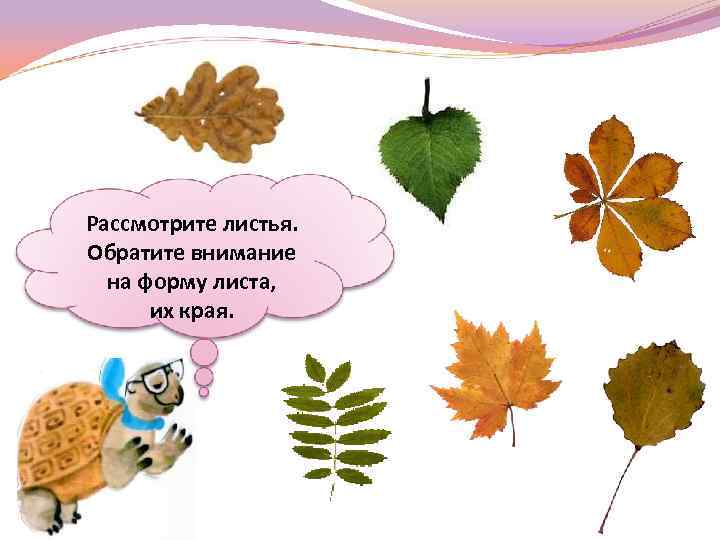 Рассмотрите листья. Обратите внимание на форму листа, их края. 