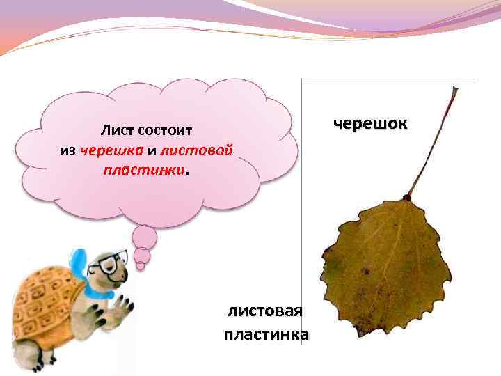  черешок Лист состоит из черешка и листовой пластинки. листовая пластинка 