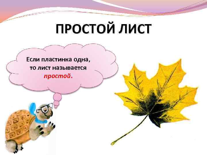 ПРОСТОЙ ЛИСТ Если пластинка одна, то лист называется простой. 