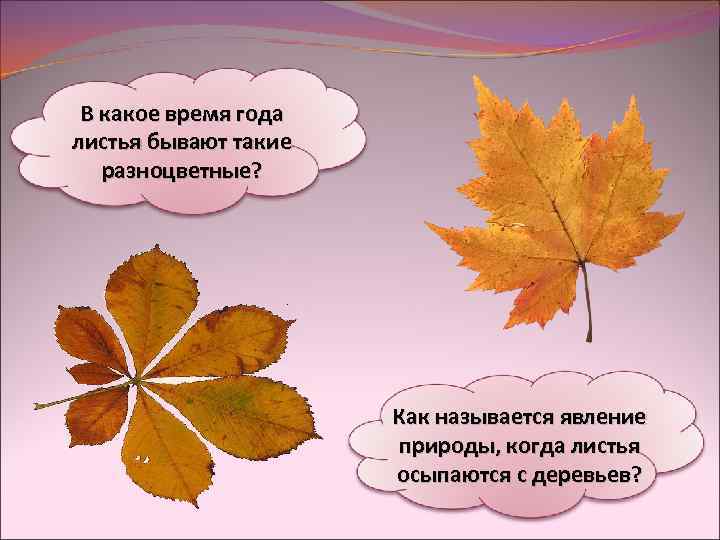 В какое время года листья бывают такие разноцветные? Как называется явление природы, когда листья