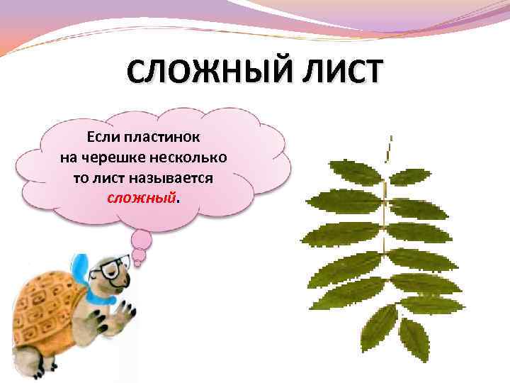 СЛОЖНЫЙ ЛИСТ Если пластинок на черешке несколько то лист называется сложный. 