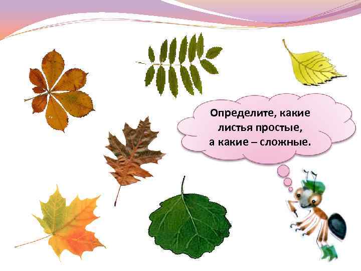 Определите, какие листья простые, а какие – сложные. 