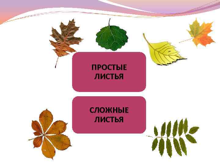 ПРОСТЫЕ ЛИСТЬЯ СЛОЖНЫЕ ЛИСТЬЯ 