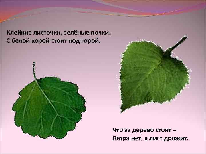 Клейкие листочки, зелёные почки. С белой корой стоит под горой. Что за дерево стоит