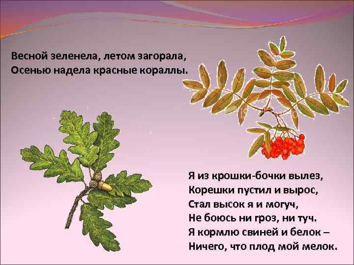 Весной зеленела, летом загорала, Осенью надела красные кораллы. Я из крошки-бочки вылез, Корешки пустил