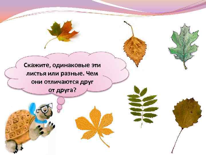 Скажите, одинаковые эти листья или разные. Чем они отличаются друг от друга? 