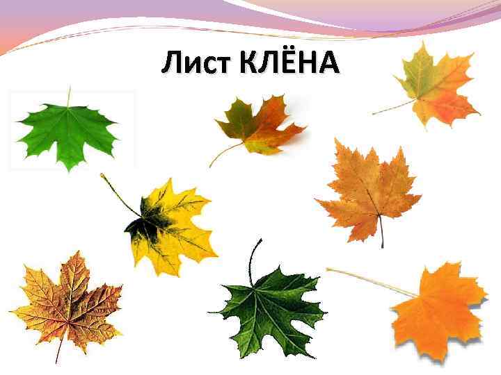 Лист КЛЁНА 