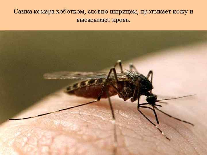 Самка комара хоботком, словно шприцем, протыкает кожу и высасывает кровь. 